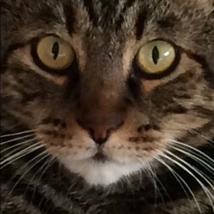 That’s “Coda” y’all 💗. She is soo not for sale!